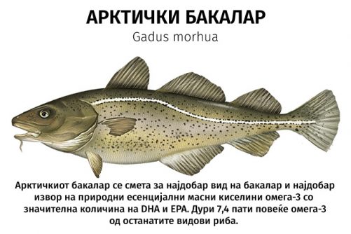 Mollers Bakalar