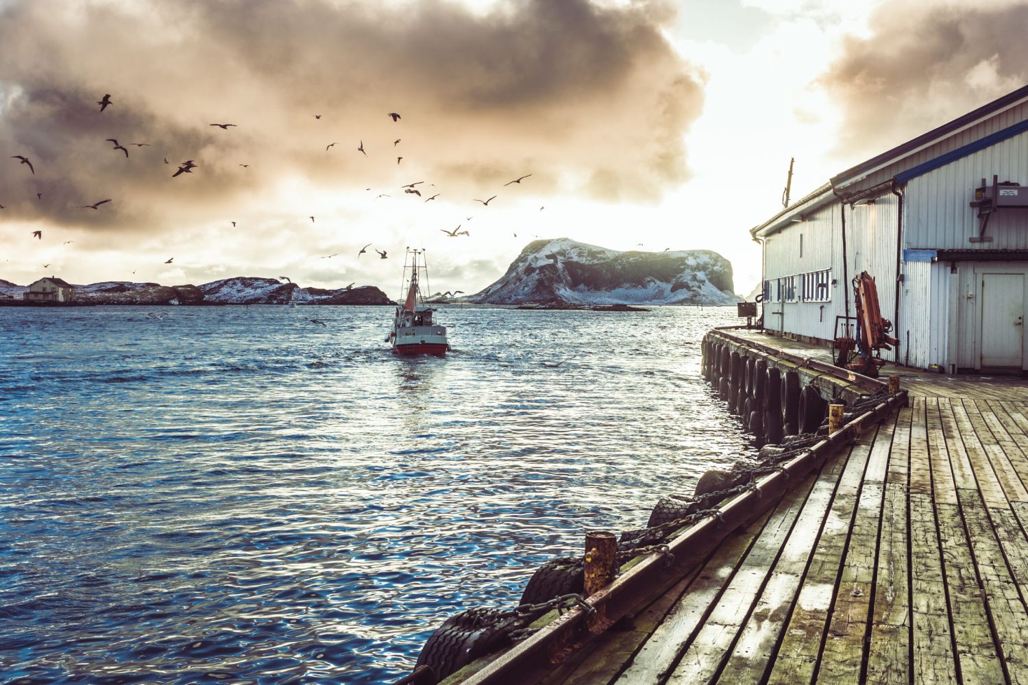 Традиционален риболов, лов на бакалар, Норвешка пристаниште, галеби,